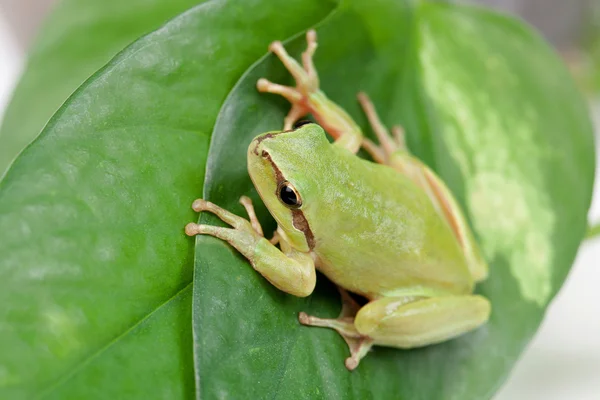 Green frog with bulging golden eyes — Stock Photo, Image