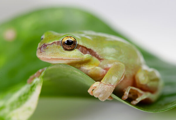 Green frog with bulging golden eyes