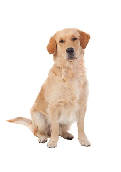 Beautiful Golden Retriever dog breed — Stock Photo, Image