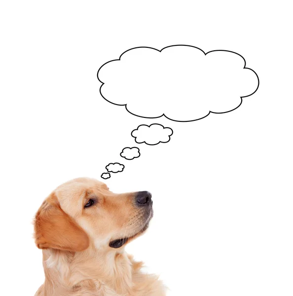 Golden Retriever perro pensando algo — Foto de Stock