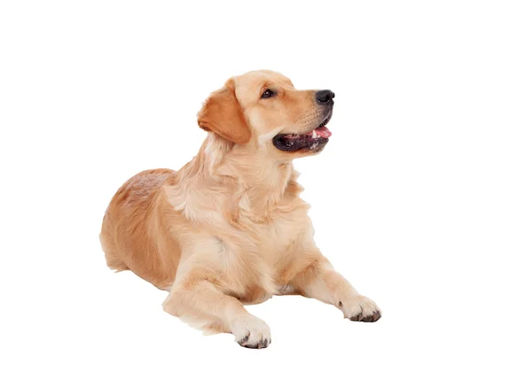 Vackra Golden Retriever hund rasen — Stockfoto