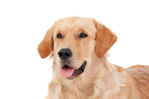 Bela raça cão Golden Retriever — Fotografia de Stock