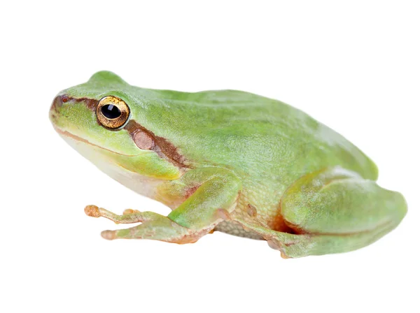 Green frog with bulging golden eyes — Stock Photo, Image