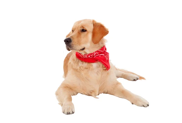 Schöne Golden Retriever Hunderasse — Stockfoto