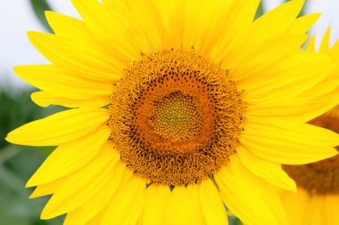 Parlak sarı ile uzun boylu ayçiçeği ayakta