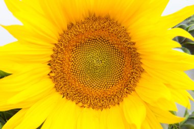 Parlak sarı ile uzun boylu ayçiçeği ayakta