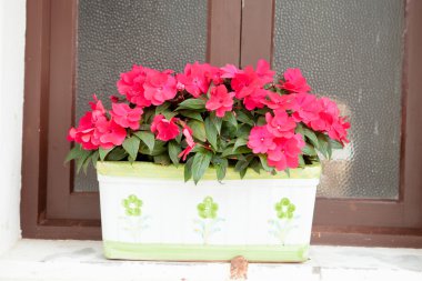 Windows bir pot ve birçok pembe çiçekler