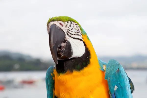 Loro azul y amarillo — Foto de Stock