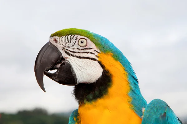 Loro azul y amarillo — Foto de Stock