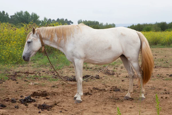 Cavalo branco no prado — Fotografia de Stock