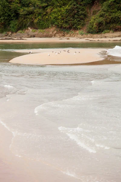 砂の島でのカモメ — ストック写真