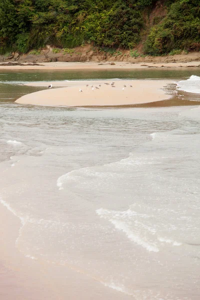 Gaivotas em uma ilhota arenosa — Fotografia de Stock