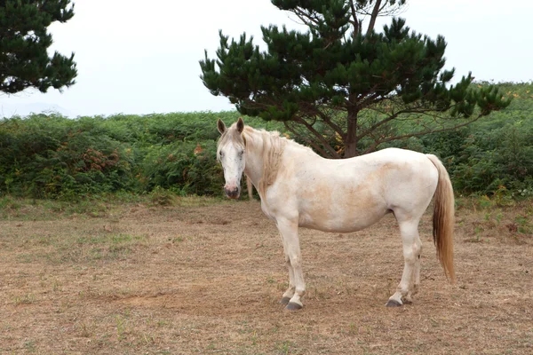 Белый конь на лугу — стоковое фото