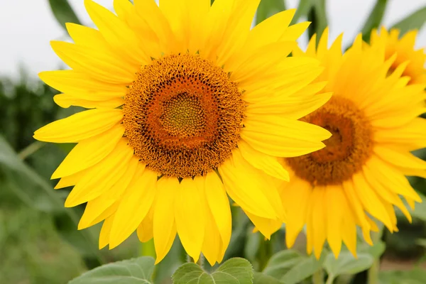 Stojící vysoký slunečnice s jasně žlutá — Stock fotografie