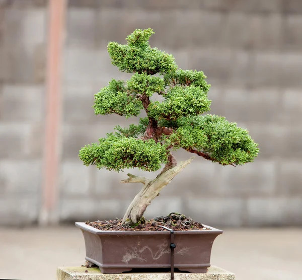 Bonito bonsái en el jardín — Foto de Stock