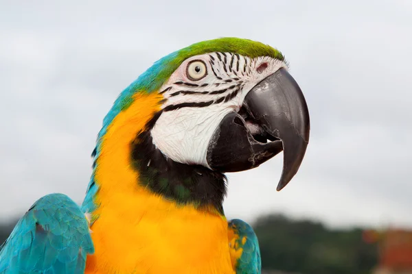 Loro azul y amarillo — Foto de Stock