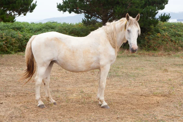 Vit häst på ängen — Stockfoto