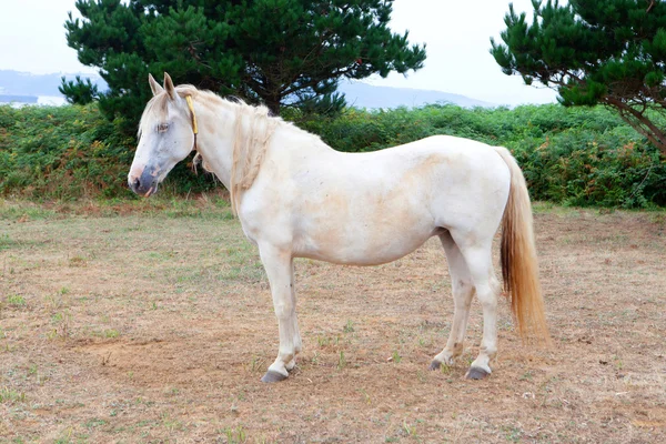 White horse in the meadow — Stock Photo, Image