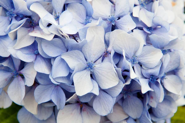 Närbild foto av lila hortensia — Stockfoto