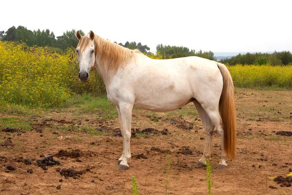 Biały koń na łące — Zdjęcie stockowe