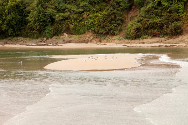 砂の島でのカモメ — ストック写真