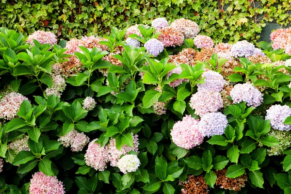 Stora hortensia växten — Stockfoto