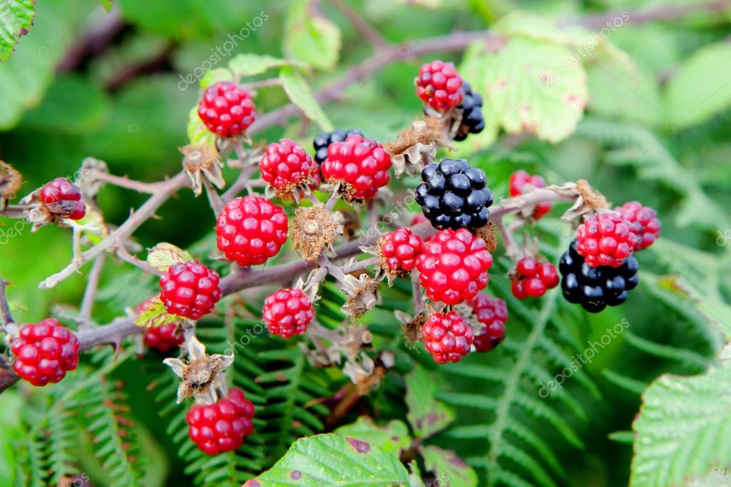 Red and black blackberries Stock Photo by ©Gelpi 82902006