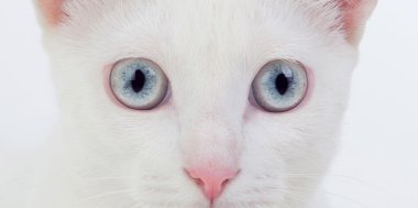 güzel beyaz kedi
