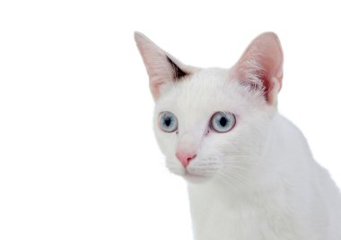 güzel beyaz kedi