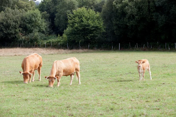 Braune Kühe grasen auf der Weide — Stockfoto