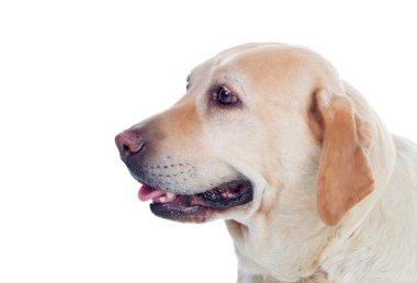 Güzel altın labrador köpek