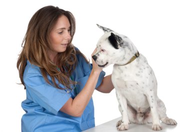 kadın köpek hayvan hastalıklarıyla ilgili gözden geçirme gerçekleştirme