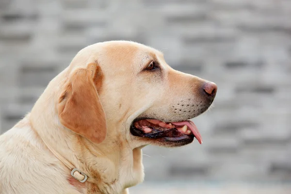 Labrador cão mostrando a língua — Fotografia de Stock