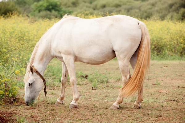 Cavalo branco no prado pastando — Fotografia de Stock