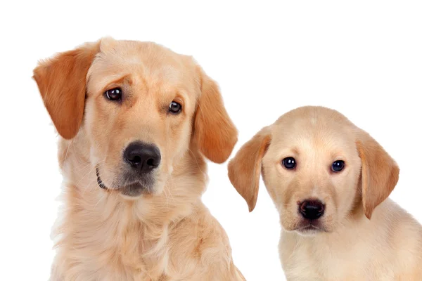Cub Golden Retriever with his father — Stock Photo, Image