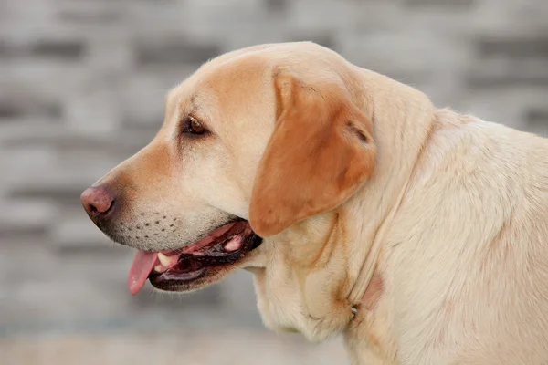 Labrador hund visar tungan — Stockfoto