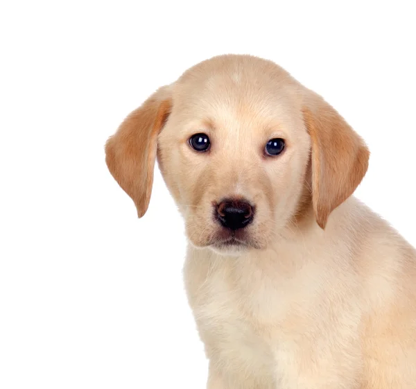 Hermoso cachorro Golden Retriever —  Fotos de Stock