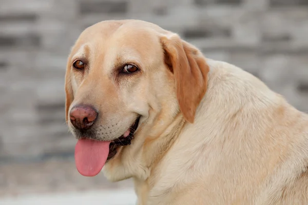 Perro labrador mostrando la lengua — Foto de Stock