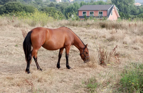 Caballo marrón en el prado pastando — Foto de Stock