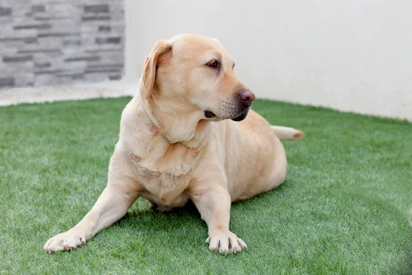 Labrador köpeği çimlerin üzerinde oturuyor. — Stok fotoğraf