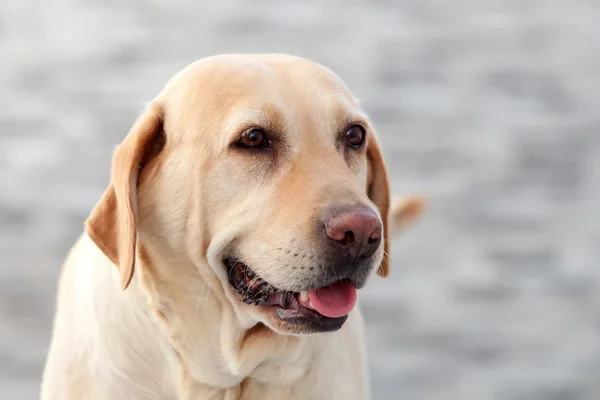 Labrador dog showing the tongue — Stock Photo, Image