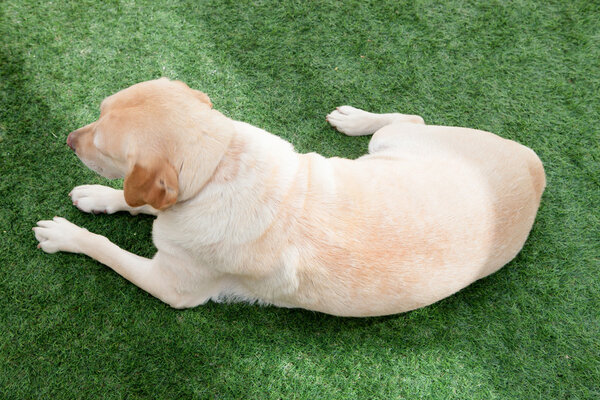 labrador dog lying on the grass