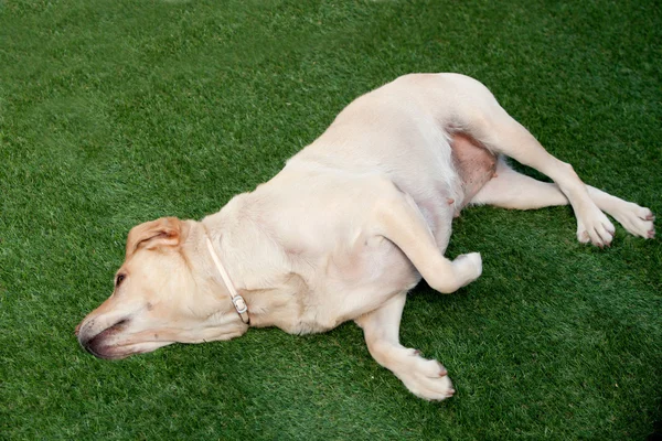 Собака-лабрадор лежит на траве — стоковое фото