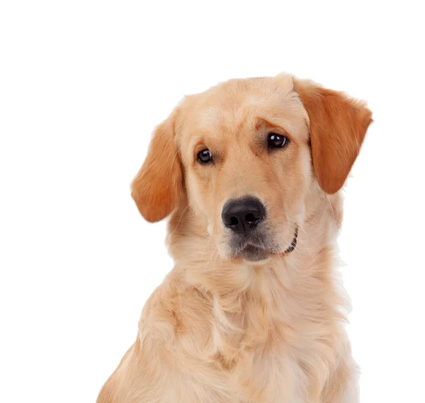 Hermoso perro golden retriever — Foto de Stock