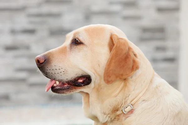 Labrador cão mostrando a língua — Fotografia de Stock