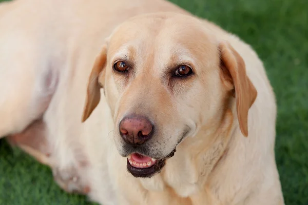 Labrador hund sitter på gräset — Stockfoto