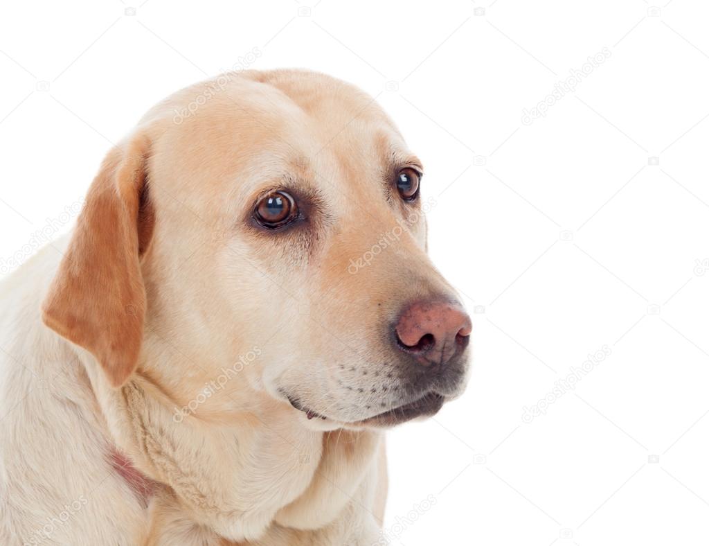 金黄色的拉布拉多犬——图库图片© Gelpi #85201222, image size:1024x788