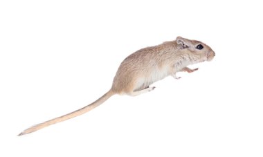 Komik bir gergil profili