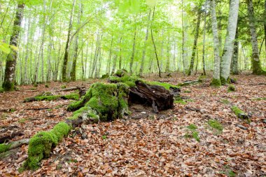 Gizemli orman büyük ağaçları ile dolu