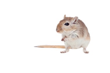 Komik bir gergil portresi